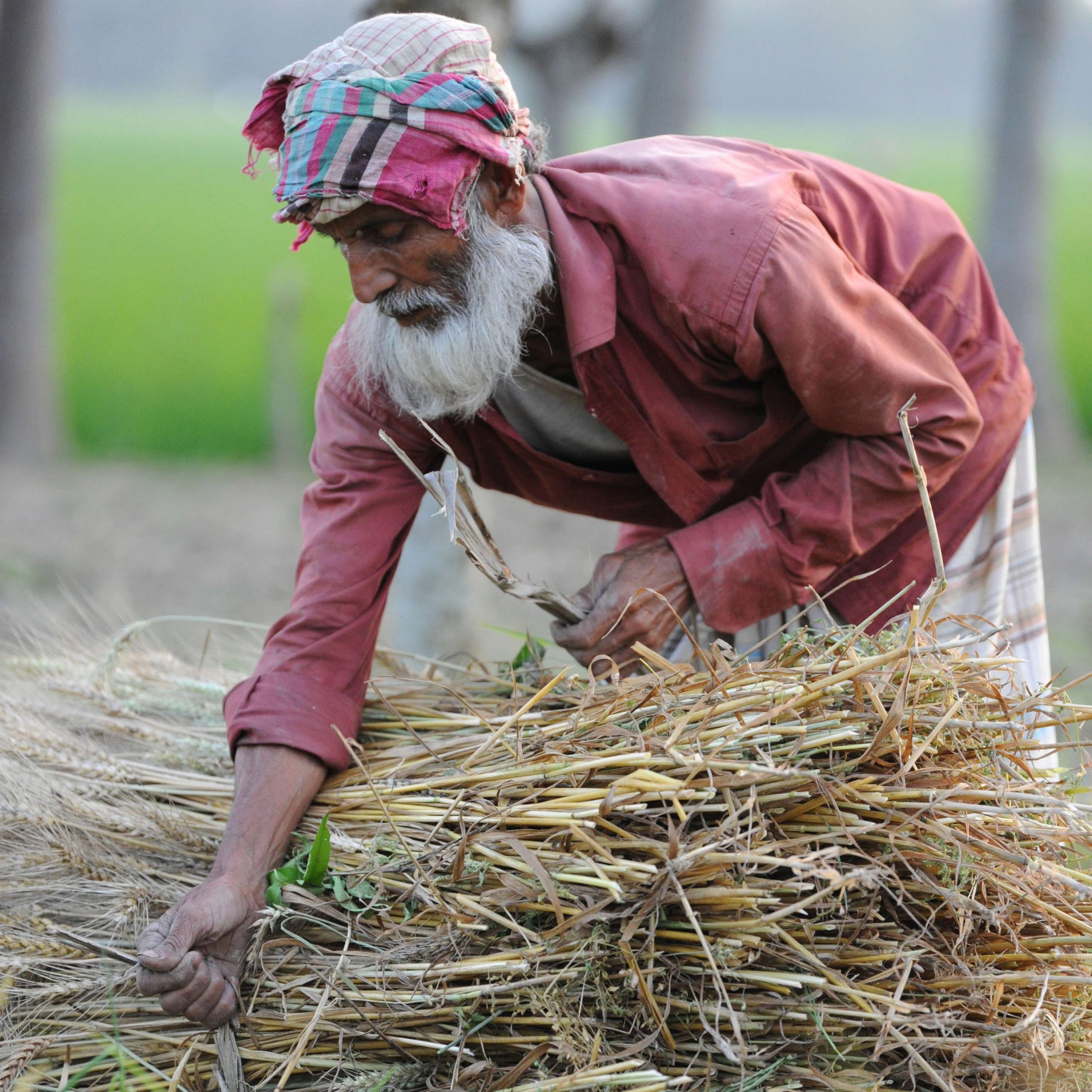 বাণিজ্যিক বিশ্বায়ন ও বাংলাদেশের কৃষি