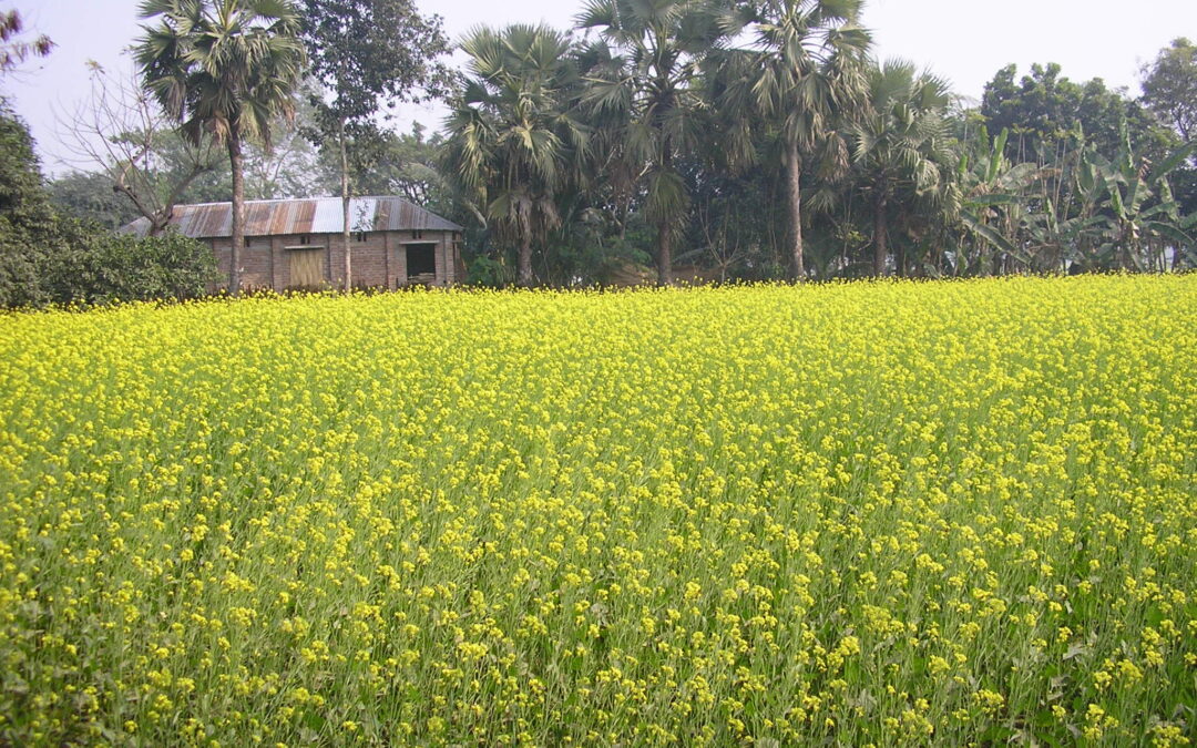 আর নয় সোয়াবিন তেল, আসুন রান্নায় সরিষার তেল ফিরিয়ে আনি